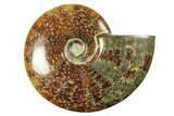 Polished Ammonite (Cleoniceras) Fossil - Madagascar #265350-1